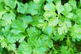 175 Cilantro Seeds - Coriander for Planting (Coriandrum sativum) - Fresh Herb for Kitchen Garden, Culinary Use, & Home Planting