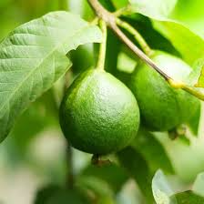 20 Sweet Yellow Egyptian Guava Seeds - Psidium Guajava - Fragrant Fruit Tree, Easy to Grow, Perfect for Tropical Gardens