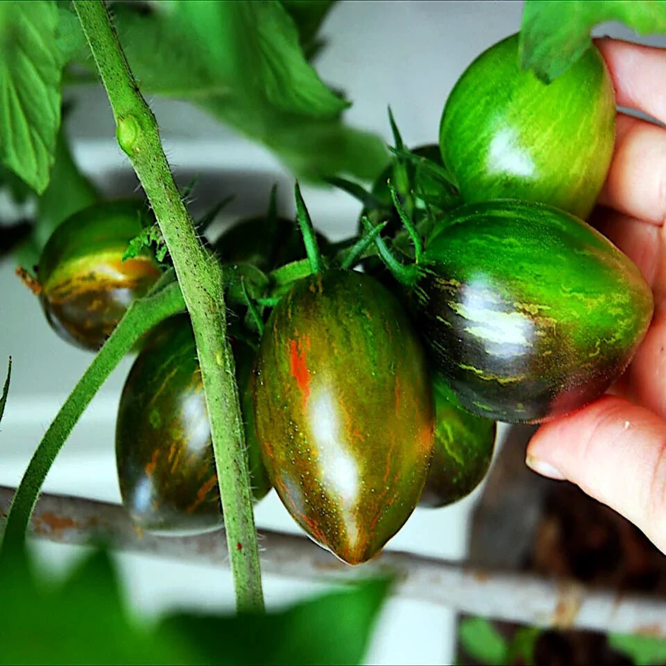 10 Seeds Brad's Atomic Grape Tomato - Rare Heirloom - Non-GMO - Colorful Stripes - Sweet Flavor - Unique Cherry Tomatoes