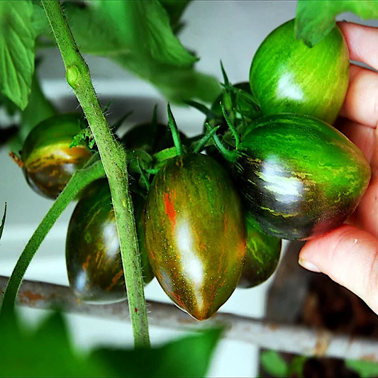 10 Seeds Brad's Atomic Grape Tomato - Rare Heirloom - Non-GMO - Colorful Stripes - Sweet Flavor - Unique Cherry Tomatoes