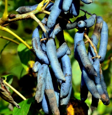 5 Blue Sausage Fruit Tree Seeds (Decaisnea fargesii) – Hardy Ornamental Shrub, 20' Tall