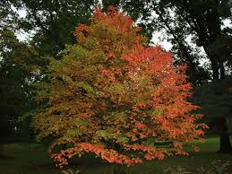 Acer grosseri Seeds – Snakebark Maple Tree – Rare Ornamental Tree with Striped Bark, Brilliant Fall Color, Deciduous Tree Temperate Gardens
