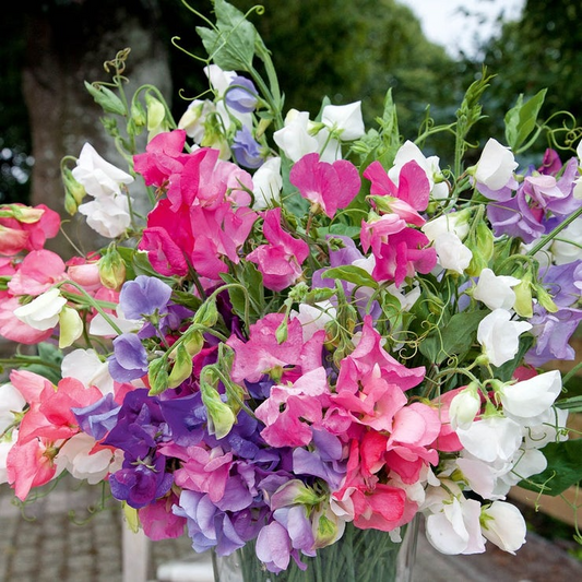 50+ Sweetie Mix Sweet Pea Seeds – Compact Fragrant Blooms for Garden Planting, Dwarf Vines for Borders & Pots – USA
