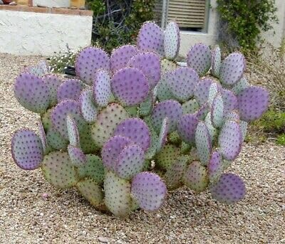 3 Santa Rita Purple Prickly Pear Cactus Opuntia Violacea 5-6" Unrooted Cuttings, Purple Opuntia, Rare Cactus for Sale
