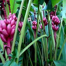 10 Pink Dwarf Banana Tree Seeds (Musa velutina) – Rare Hardy Fruit Plant, Fast-Growing, Zone 7b-11