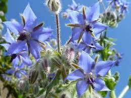 50 Borage Seeds - Edible Blue Flowers & Leaves, Heirloom, Non-GMO, 18-24" Tall, Annual Herb