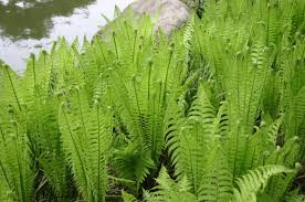 3 Ostrich Ferns, Matteuccia struthiopteris, Bare Root Perennial Shade Plants, Native Woodland Garden