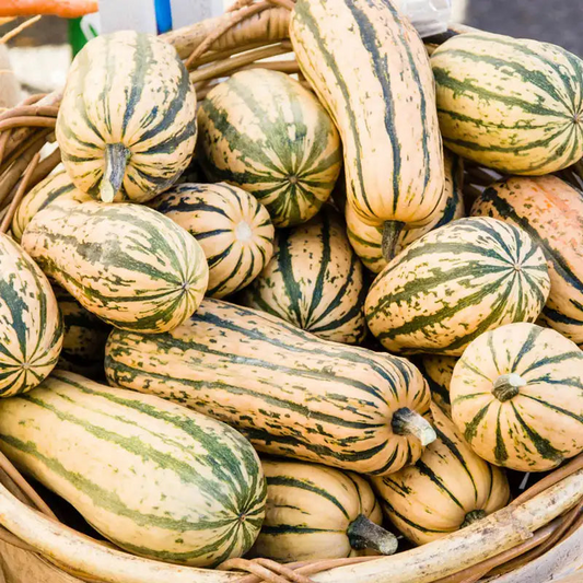 20 Seeds Delicata Squash (Cucurbita pepo) – Sweet, Nutty Flavor, Easy-to-Grow Winter Squash
