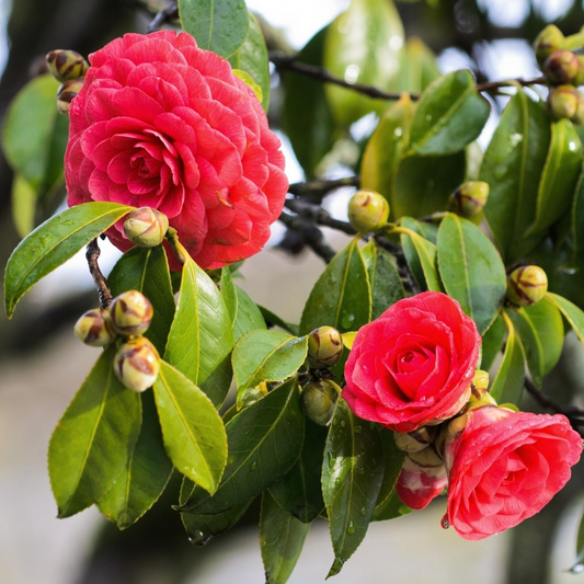 Tom Knudsen Camellia Japonica Starter Plant | Unique Bloom | Live Well-Rooted Plant in Pot | Evergreen Shrub | 7-10 USDA Zones