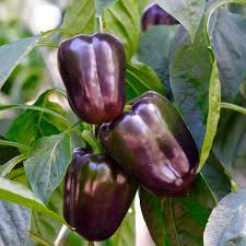 25 Purple Beauty Pepper Seeds – Capsicum annuum – Sweet Bell Pepper, Vibrant Purple Color, Non-GMO, High Yield, Great for Salads & Cooking