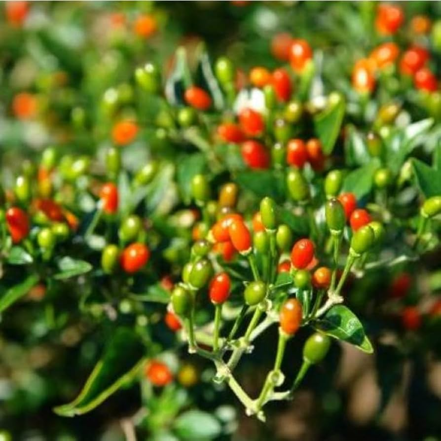 25 Chiltepin Pepper Seeds - Wild Hot Pepper, 50,000-250,000 SHU, 3-4 Ft Tall, Non-GMO, USA Seller