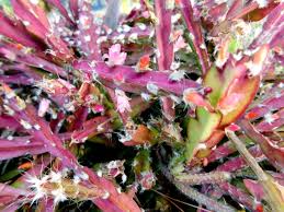 Lepismium cruciforme Super Red Clone | Jungle Cactus Cutting with Pink Flowers & Red Fruits | Rare Hanging Succulent
