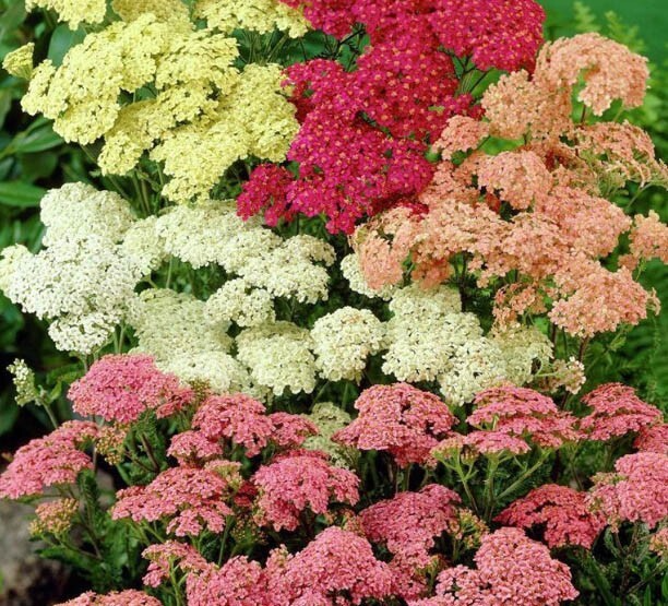 200 Seeds Yarrow Colorado Mix Perennial Wildflower Xeriscaping Non-GMO (Achillea millefolium)
