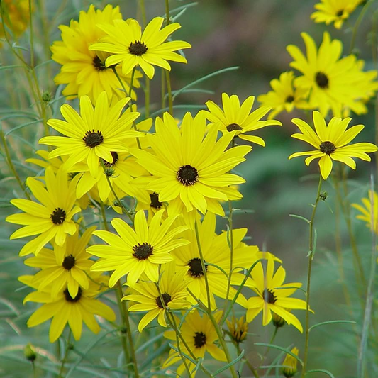 200 Seeds Swamp Sunflower | Helianthus angustifolius | Bright Native Wildflower, Pollinator Magnet, Easy to Grow, Non-GMO