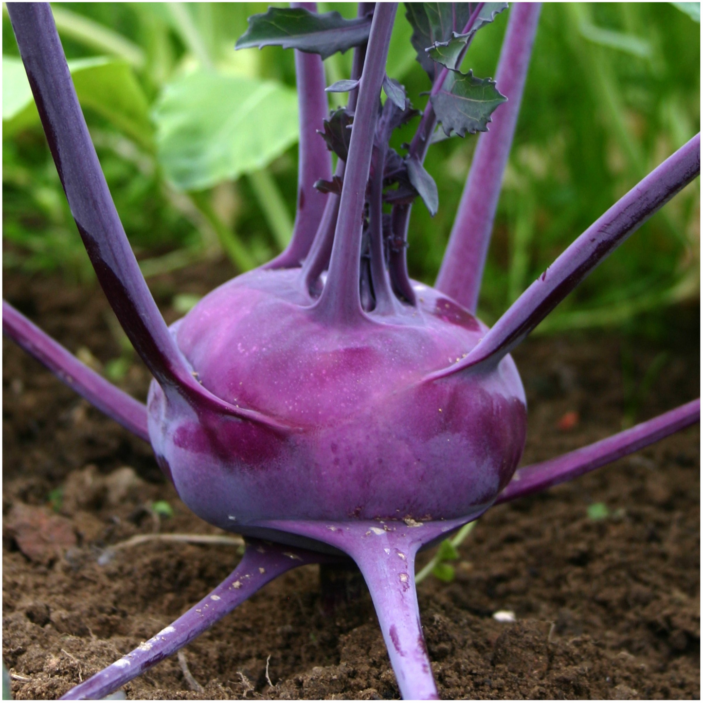 500 Purple Vienna Kohlrabi Seeds – Heirloom, Crisp & Sweet, Non-GMO, Cold Hardy, Easy to Grow