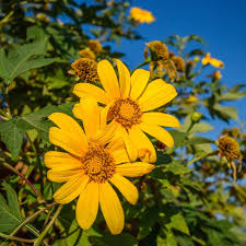 Perennial Organic Mexican Sunflower Tithonia Diversifolia - 10 Fresh Cuttings, Pollinator-Friendly