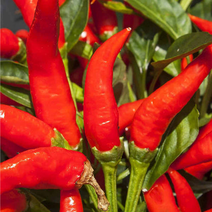 250 mg of Mosco Mirasol Chile Seeds - Pueblo Guajillo Hot Pepper | Capsicum annuum | Heirloom Pepper Seeds for Planting & Cooking