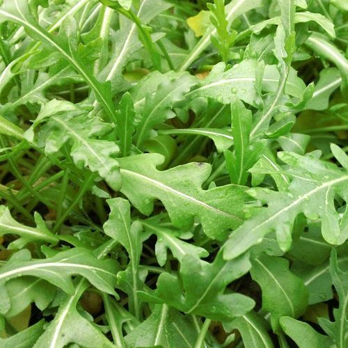 Sylvetta Arugula Seeds | Heirloom Non-GMO | Spicy Peppery Flavor | Heat & Cold Tolerant | USDA Zones 3-9 |