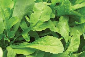 300 Seeds Astro Arugula, Fast-Growing Salad Green, Mild Flavor, Organic