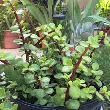 2 Giant Mammoth Elephant Bush Cuttings - Portulacaria Afra Macrophylla - 4-6” Tall, Rare, Large-Leaf Succulent