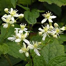 50 Seeds Clematis Virginiana | Virgin's Bower for Planting | Native Climbing Vine | White Flowers | Pollinator Friendly Perennial Gardens