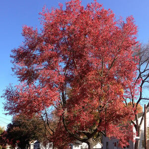 10 Seeds Acer Rubrum Northern (Northern Red Maple) for Planting - Fast-Growing, Hardy Tree for Landscaping, Shade & Garden - Red Maple Seeds