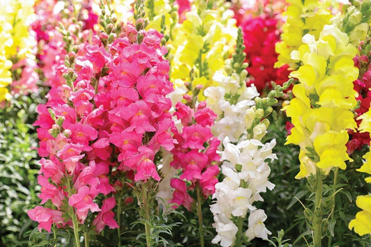 500 Seeds Snapdragon Tetra Mix (Antirrhinum majus) Semi-Dwarf, Multi-Colored Blooms, Non-GMO, Attracts Butterflies, Vibrant Garden Flowers