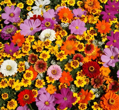 1000 Seeds Native Flower Mix for Monarchs & Milkweed Butterflies, Non-GMO, Includes Asclepias and Wildflowers