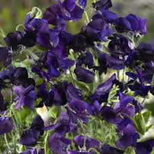 15 Sweet Pea Royal Navy Blue Seeds – Fragrant Climbing Vine | Lathyrus odoratus | Non-GMO Flowers | Heirloom Blue Blooms