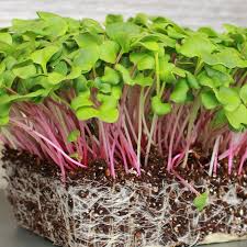 80 Seeds Radish Triton Purple Stem – Raphanus sativus | Heirloom Radish Seeds for Planting, Gardening & Crisp Purple Harvests