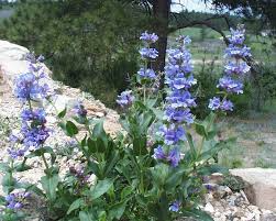 100 mg Seeds Penstemon Payettensis (Payette Beardtongue) for Planting | Native Wildflower for Pollinator Gardens & Well-Drained Soils