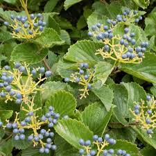 Arrowwood Viburnum Bush | Live Bare Root Plant | Fast-Growing Wildlife Habitat with White Flowers & Edible Blue-Black Fruits