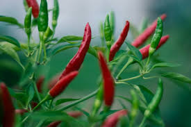 20 Bird’s Eye Pepper Seeds – Heirloom, Extra Spicy, Non-GMO, High Yield, Easy to Grow