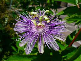 10 Maypop Purple Passion Seeds (Passiflora Incarnata) Edible Fruit, Cold Hardy