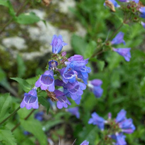 100 mg Seeds Penstemon Glaber var. Alpinus (Smooth Beardtongue) for Planting | Hardy Alpine Perennial Wildflower for Gardens