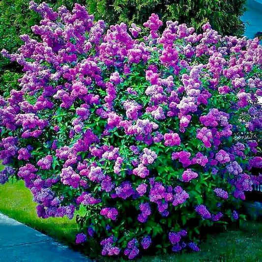 20 Common Lilac Seeds (Syringa vulgaris) – Purple Fragrant Flowering Tree, Hardy Perennial, Zones 3-7