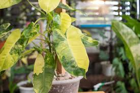 Burle Marx Philodendron Live Plant | Rooted Multi-Grow | No Cutting | Tropical Houseplant | Green Leaf | Easy to Care For