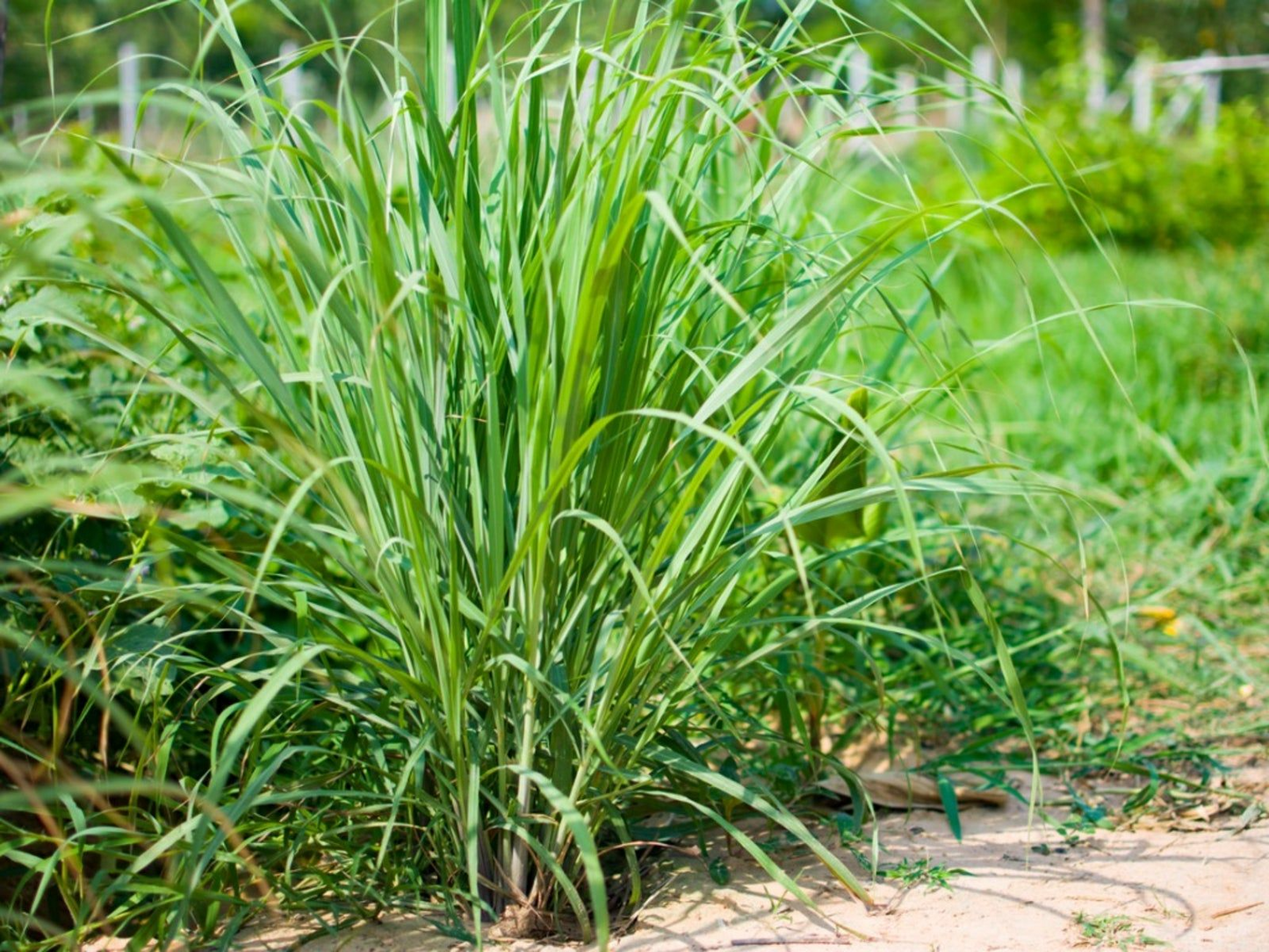 5 Lemongrass Plants - Bare Root Cymbopogon Herb - Easy to Grow, Ready to Plant