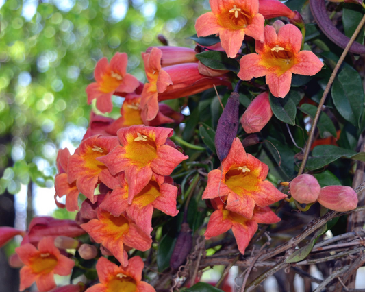 1 Tangerine Beauty Crossvine | Bignonia Rooted Starter Plant | Butterfly Magnet | Vibrant Orange Blooms | Fast-Growing Climber