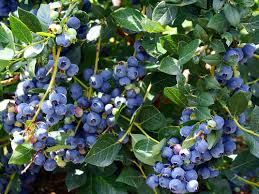 3 Top Hat Dwarf Blueberry Starter Plants Seedlings 4-6 inch Tall - Edible Berry Fruit Bush – Huge Roots, Live Bare Root, Full-Sized Berries