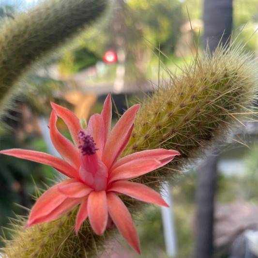 Cleistocactus samaipatanus Cutting, Flowering Cactus, 5" Tip Cutting - Easy to Grow