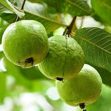 50+ Detwiler Guava Seeds – Grow Exotic Psidium guajava Fruit for Home & Garden Planting