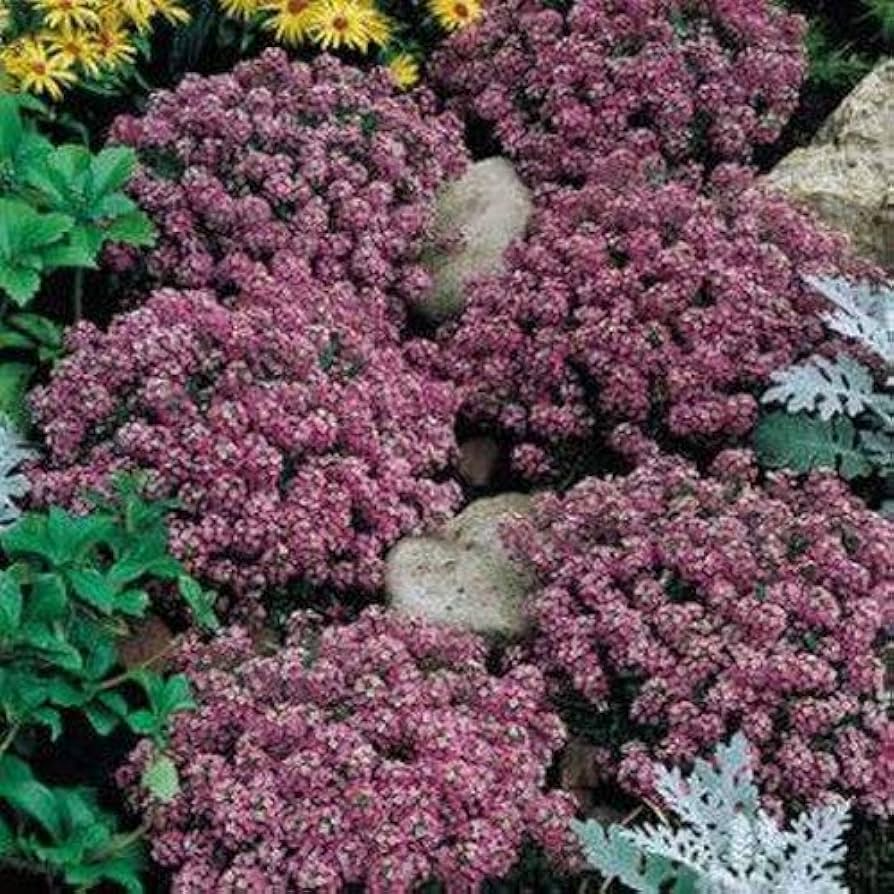 500 Seeds Alyssum Rosie O’Day Pink Groundcover - Fragrant Non-GMO Flowers, Bee-Friendly, Perfect for Garden Borders & Containers