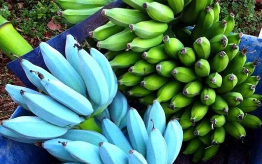 Musa Ice Cream (Blue Java) Banana Tree – Small Rooted Starter Plant – Live Banana Plant