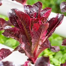 1000 Cimarron Lettuce Seeds – Lactuca sativa – Heirloom Romaine, Deep Red Leaves, Crisp Texture, Non-GMO, Heat-Tolerant, Easy to Grow