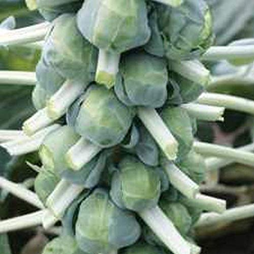500+ Hestia Brussels Sprouts Seeds – High-Yield, Sweet & Cold-Hardy Variety