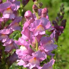 Antirrhinum majus Liberty Lilac Snapdragon Seeds – 1000+ Soft Lilac Blooms for Garden & Cut Flowers