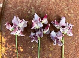 Aurora Borealis Sweet Pea Seeds – 50+ Semi-Dwarf Seeds – Frilly Multicolor Blooms for Containers, Trellises & Cottage Gardens – USA