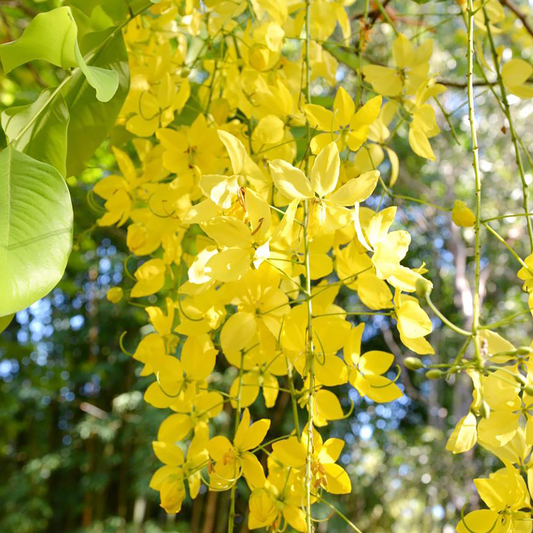 10 Golden Shower Tree (Cassia fistula) Seeds – 30-40' Tall, Weeping Yellow Flowers, Fast Growing