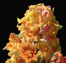 Cannes Light Bronze Snapdragon Seeds (Antirrhinum majus) | 1000+ Seeds | Warm Bronze Blooms for Garden & Containers